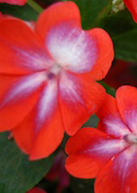 Impatiens Patchwork Cosmic Orange